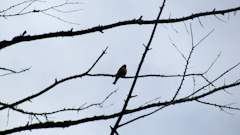 Bird in a tree