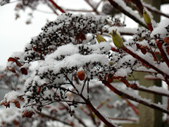 Snow on Granny's plants.